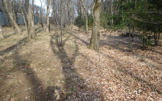 sec-forest.jpg