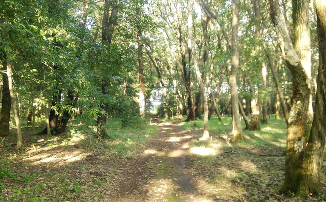 research_sec-forest.jpg