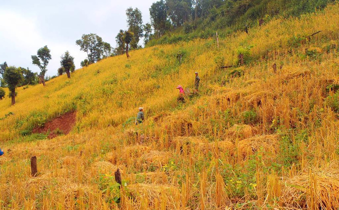 harvesting-laos.jpg