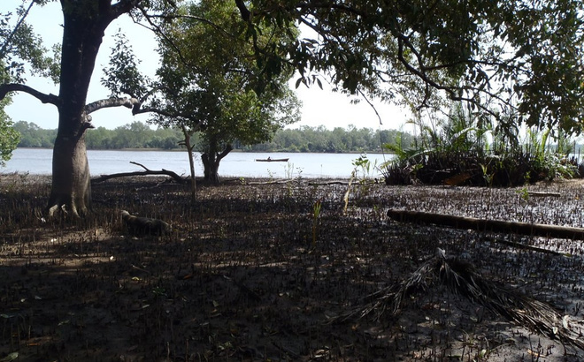 west-kalimantan-mangrove.jpg